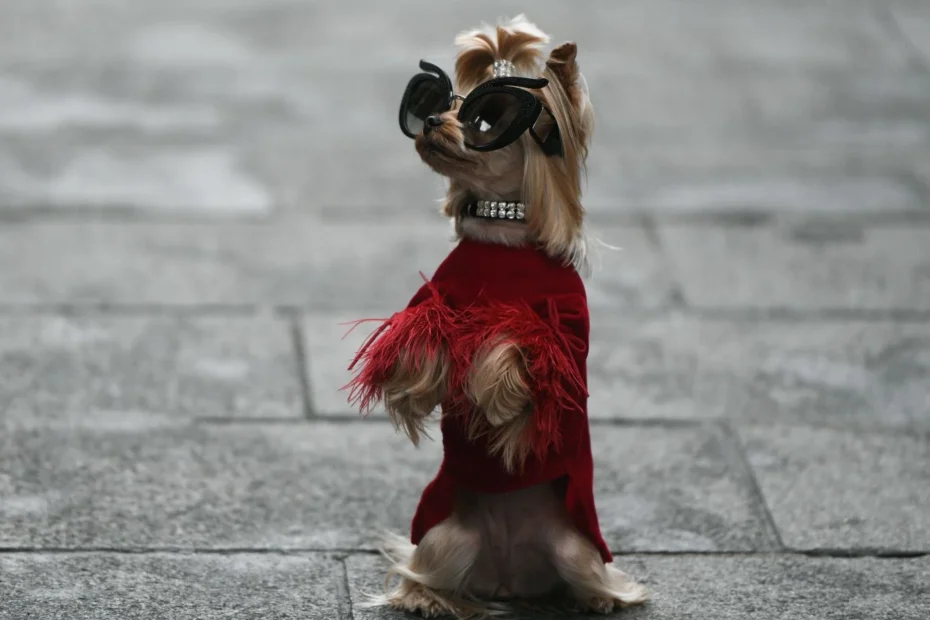 Il Cane, Miglior Amico della Moda 3 1444x920 mandatory credit photo by grosescu alberto mihai rex shutterstock 10128515ft street style f