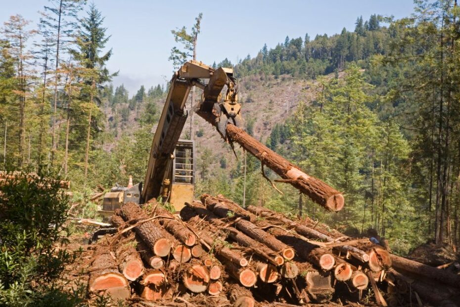 Deforestazione: USA spingono, UE resiste? 3 GettyImages 2203441733