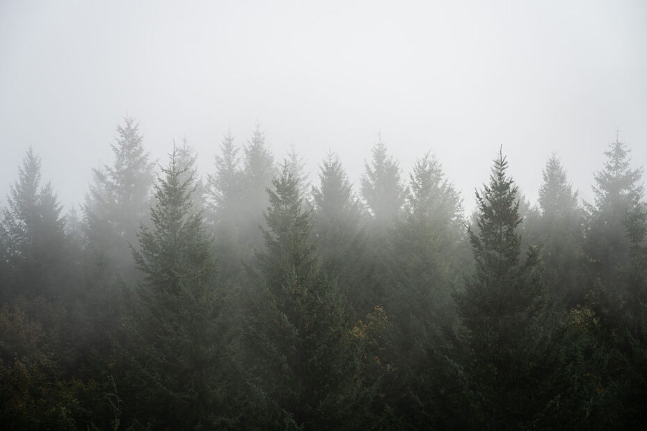 Il PPE e l'estrema destra puntano ad abolire la legge sulla sorveglianza delle foreste 3 GettyImages 2239736359