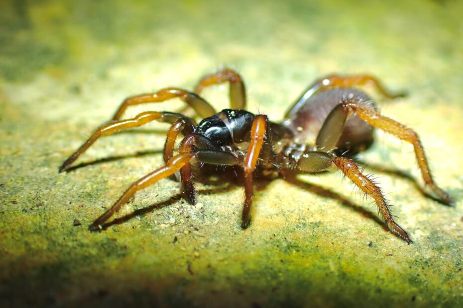 Scoperta di una nuova specie di ragno intersex 3 damarchus orig