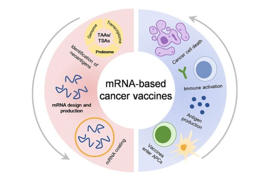 Il vaccino mRNA contribuisce a combattere il cancro. Un altro colpo per la disinformazione novax. 3 vaccini mrna tumori